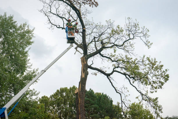 Best Tree Health Inspection  in Wharton, NJ